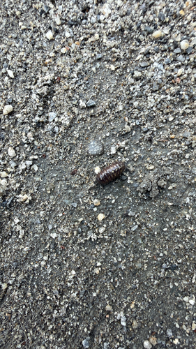 Common Pill Woodlouse