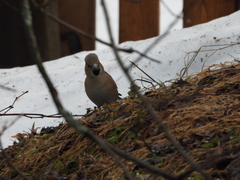 Coccothraustes coccothraustes
