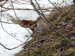 Coccothraustes coccothraustes