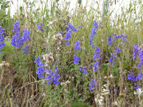 Delphinium ajacis