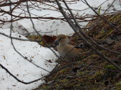 Coccothraustes coccothraustes