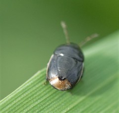 Legnotus limbosus