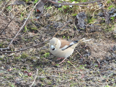 Coccothraustes coccothraustes