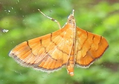 Orphanostigma haemorrhoidalis