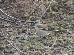 Coccothraustes coccothraustes
