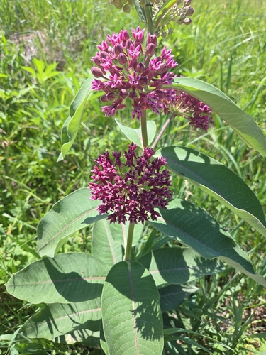 common milkweed