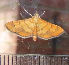 Orphanostigma haemorrhoidalis