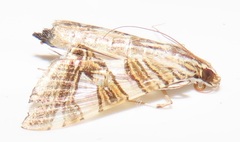 Glyphodes stolalis