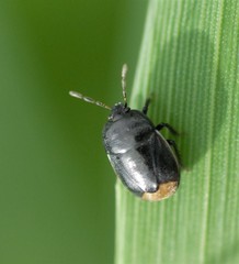 Legnotus limbosus