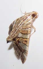 Glyphodes stolalis