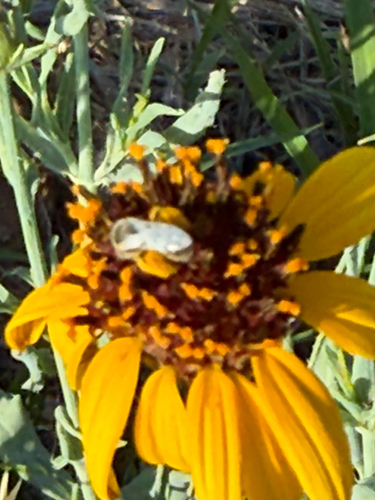 Texas blueweed