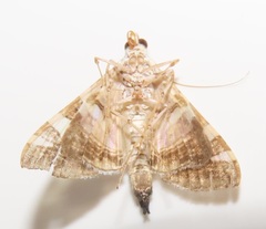 Glyphodes stolalis