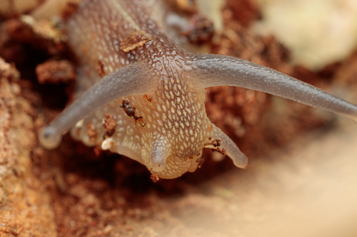 Garden Snail
