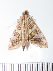 Glyphodes stolalis