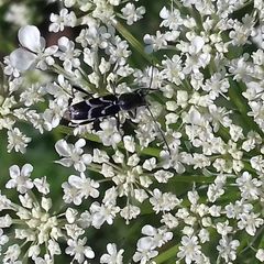Chlorophorus sartor