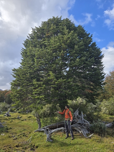 Nothofagus betuloides, photograph 6