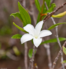 Mascarenhasia