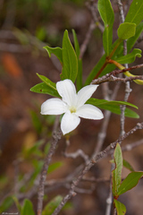 Mascarenhasia