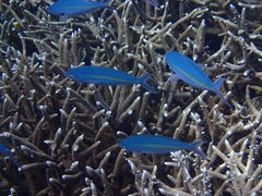Pterocaesio tessellata