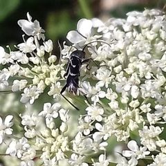 Chlorophorus sartor