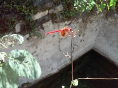 Dythemis maya