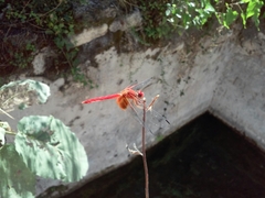 Dythemis maya