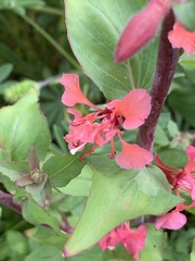 Clarkia unguiculata