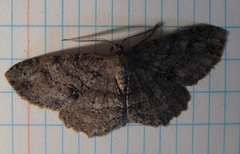 Melanolophia signataria