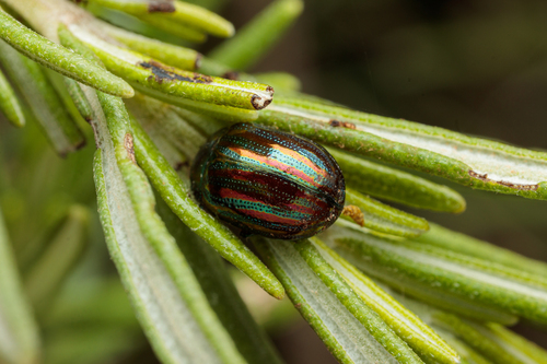 Rosemary Beetle