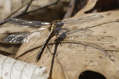 Phanogomphus lividus