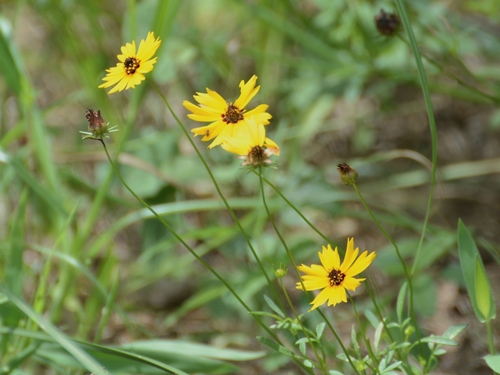 Coreopsis basalis, photograph 4
