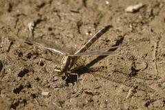 Phanogomphus lividus