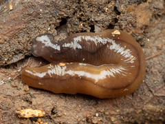 Bipalium hilgendorfi