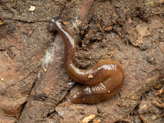 Bipalium hilgendorfi