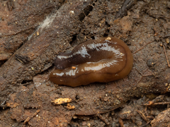 Bipalium hilgendorfi