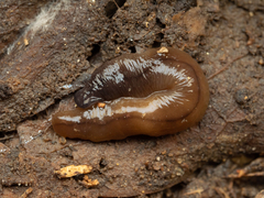 Bipalium hilgendorfi
