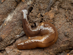 Bipalium hilgendorfi