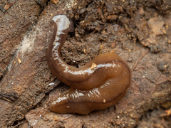 Bipalium hilgendorfi