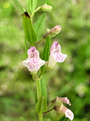 Scutellaria racemosa, photograph (c) Melissa Meadows, some rights reserved (CC BY)