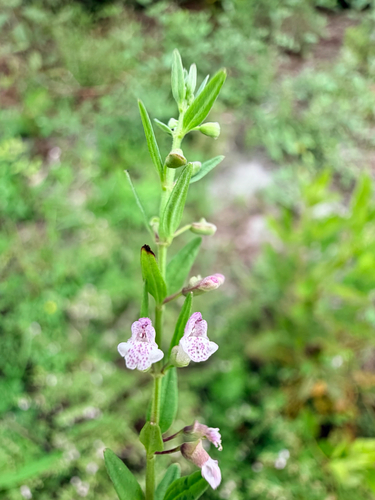 Scutellaria racemosa, photograph 3