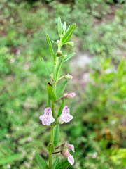 Scutellaria racemosa, photograph (c) Melissa Meadows, some rights reserved (CC BY)