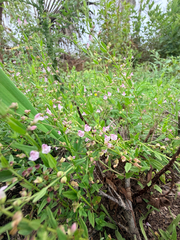 Scutellaria racemosa, photograph (c) Melissa Meadows, some rights reserved (CC BY)