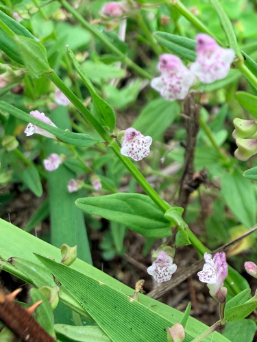 Scutellaria racemosa, photograph 6
