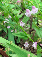 Scutellaria racemosa, photograph (c) Melissa Meadows, some rights reserved (CC BY)