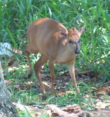 Cephalophorus natalensis