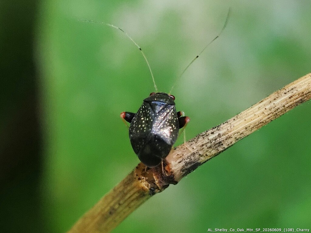 Halticus intermedius