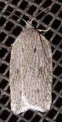 Acleris maximana