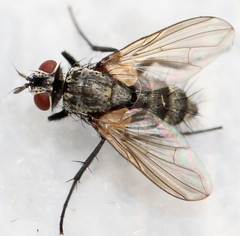 Admontia seria