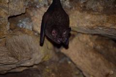 Trachops cirrhosus