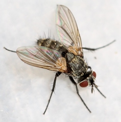 Admontia seria